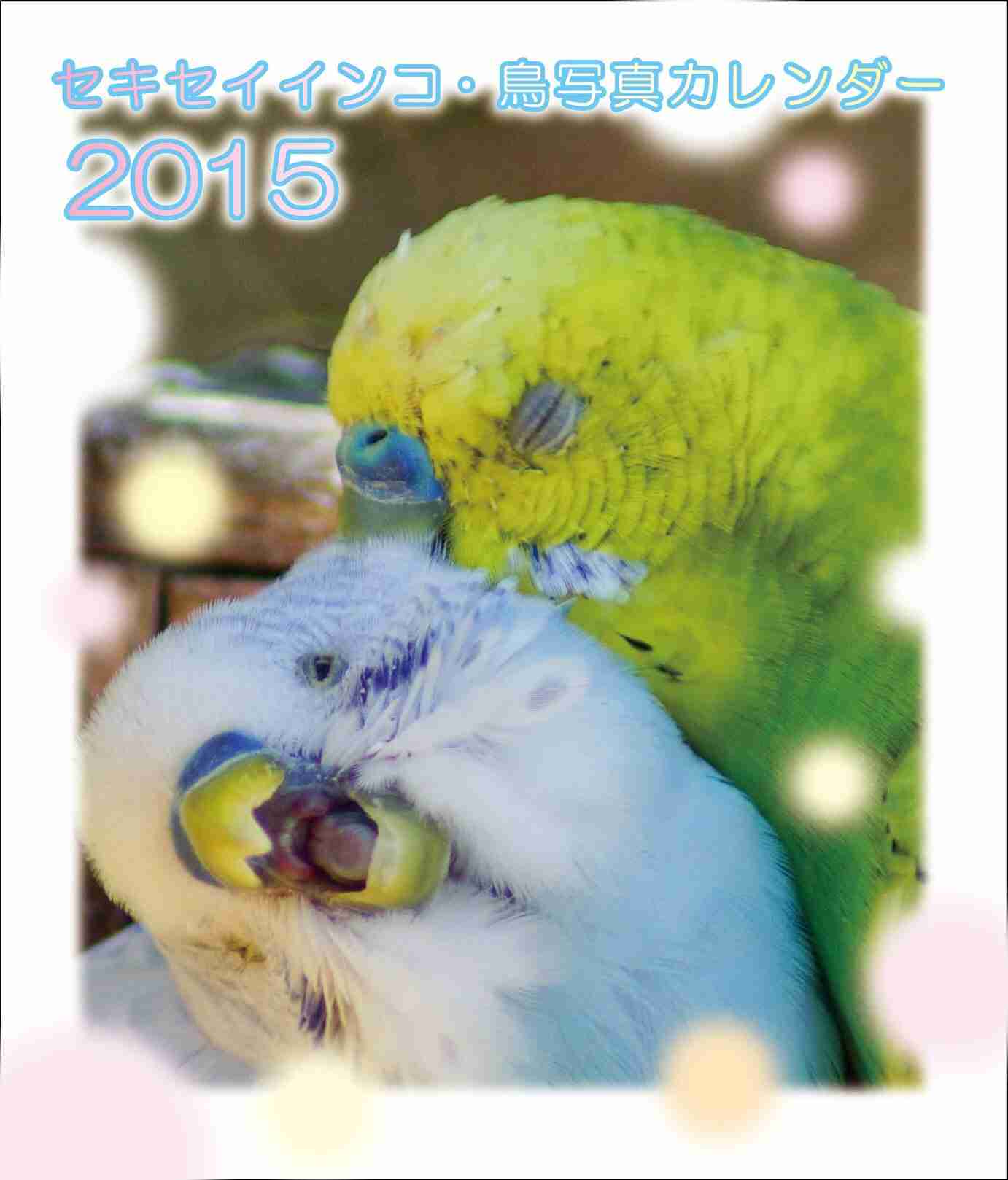 鳥が好きな方、集合ー！