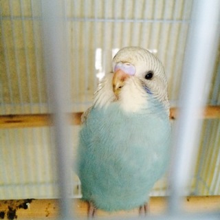 鳥が好きな方、集合ー！