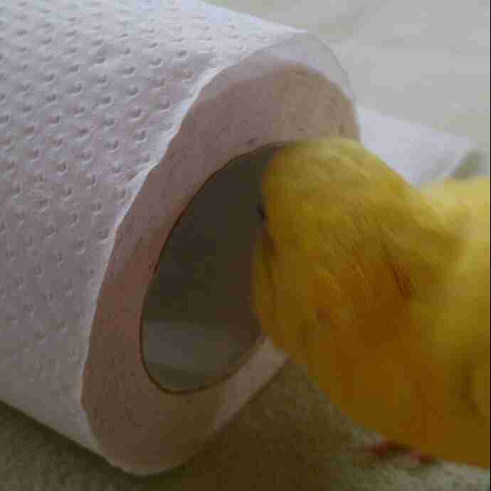 鳥が好きな方、集合ー！
