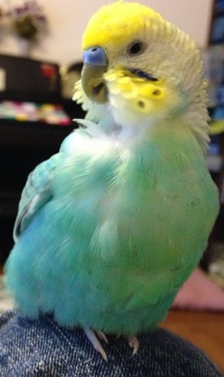 鳥が好きな方、集合ー！