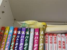鳥が好きな方、集合ー！