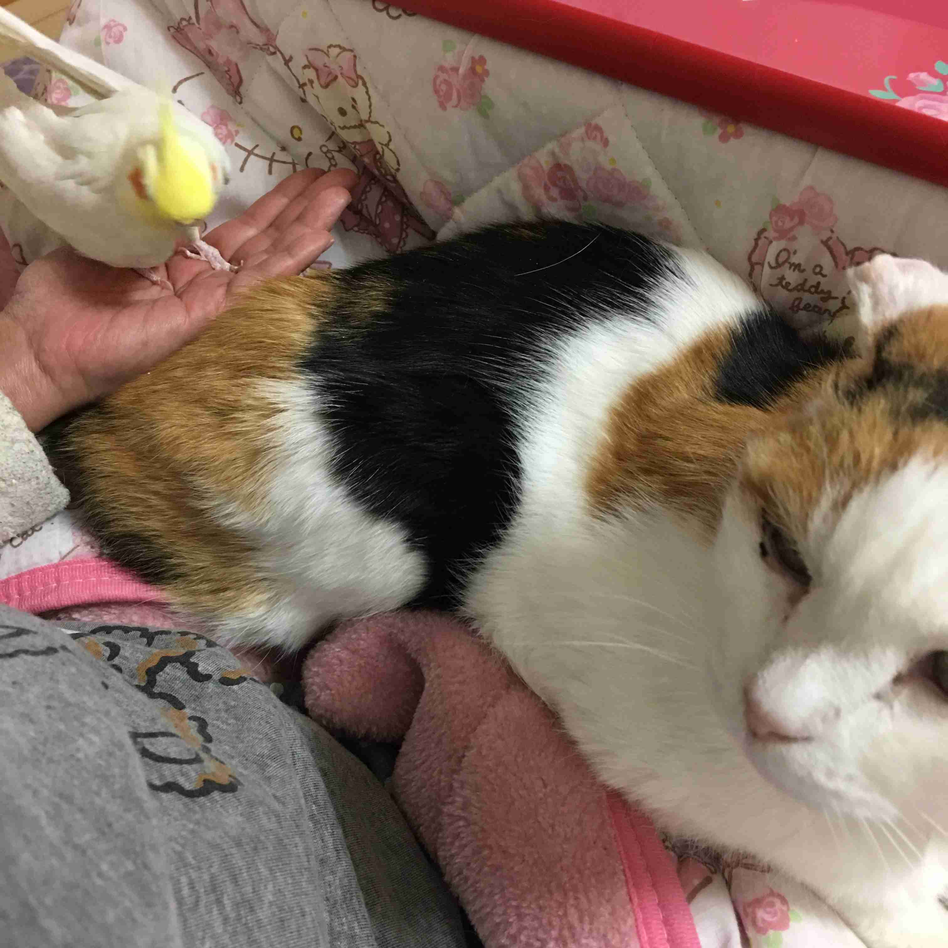 鳥が好きな方、集合ー！