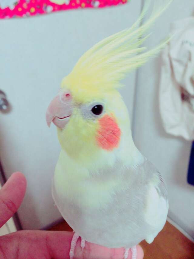 鳥が好きな方、集合ー！