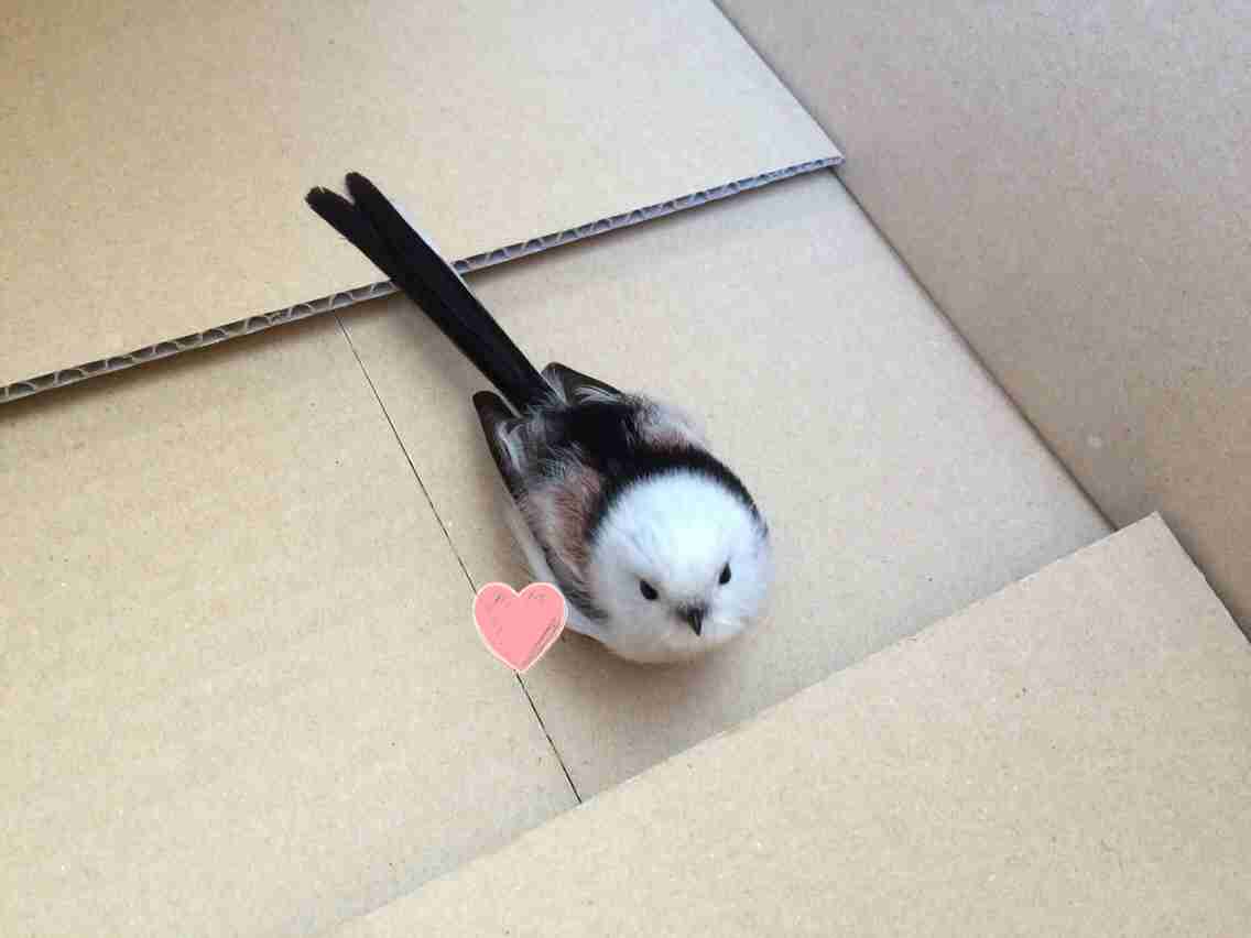 鳥が好きな方、集合ー！