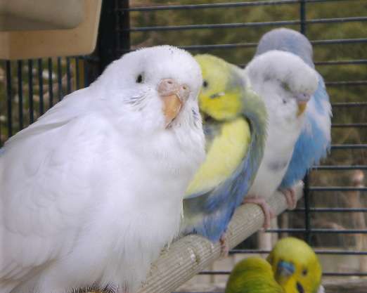 鳥が好きな方、集合ー！