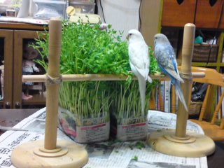 鳥が好きな方、集合ー！
