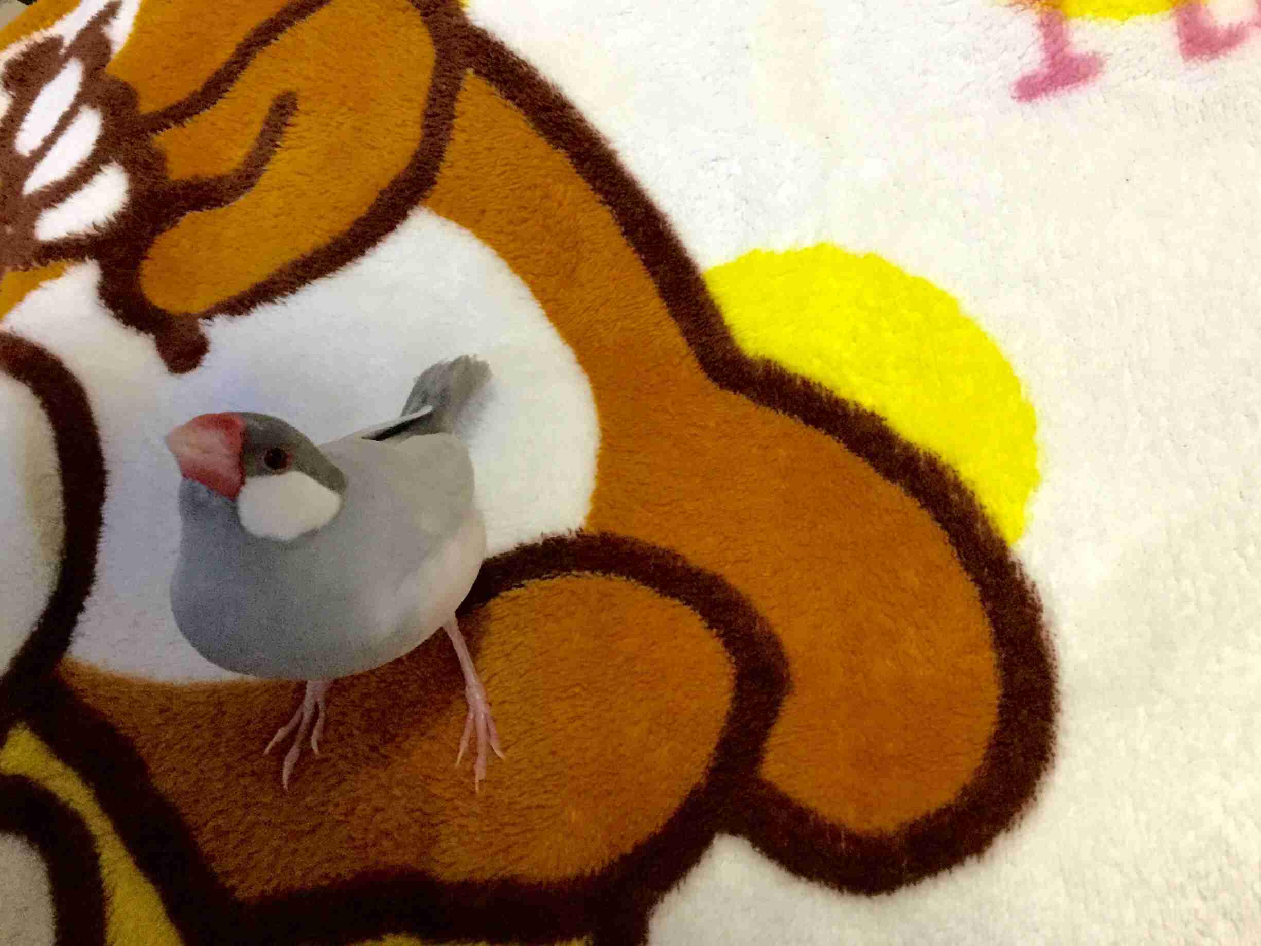 鳥が好きな方、集合ー！