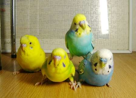 鳥が好きな方、集合ー！