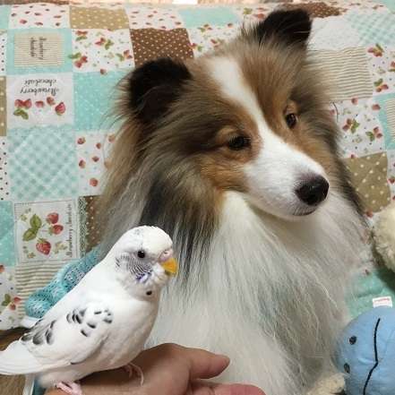 鳥が好きな方、集合ー！
