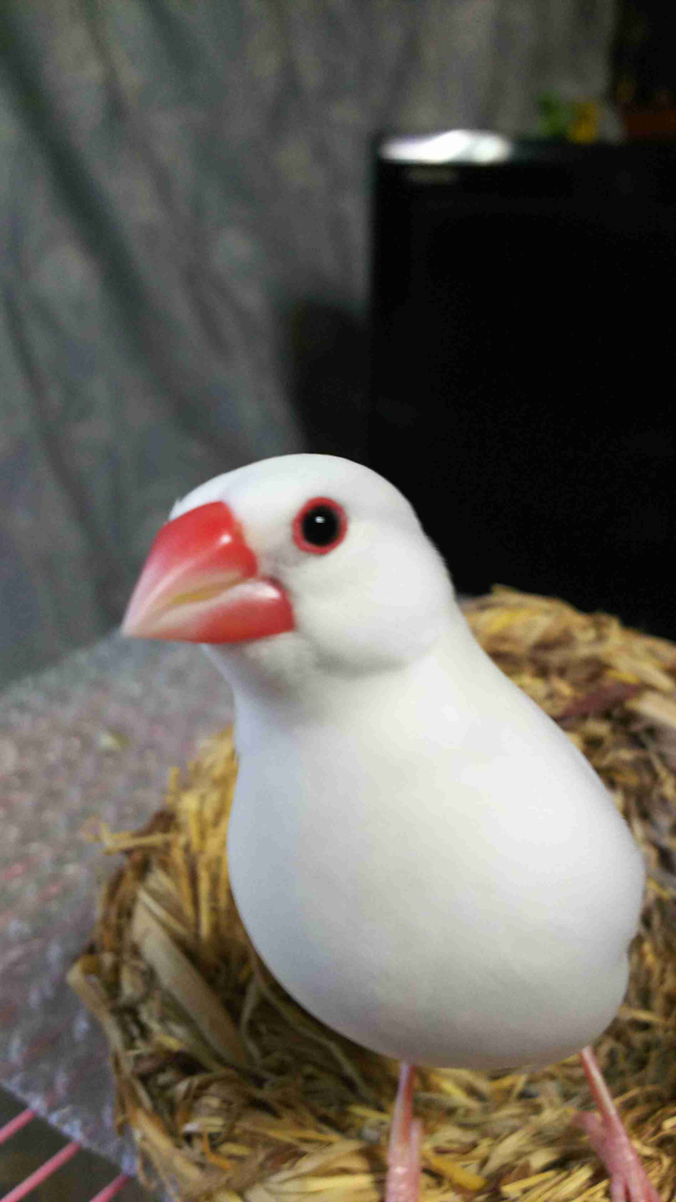 鳥が好きな方、集合ー！