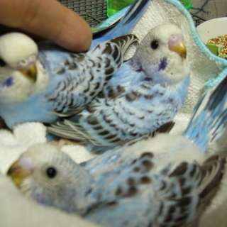 鳥が好きな方、集合ー！
