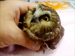 鳥が好きな方、集合ー！