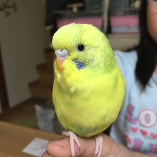 鳥が好きな方、集合ー！