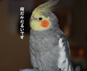 鳥が好きな方、集合ー！