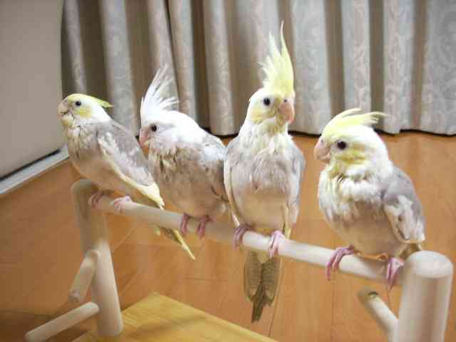 鳥が好きな方、集合ー！