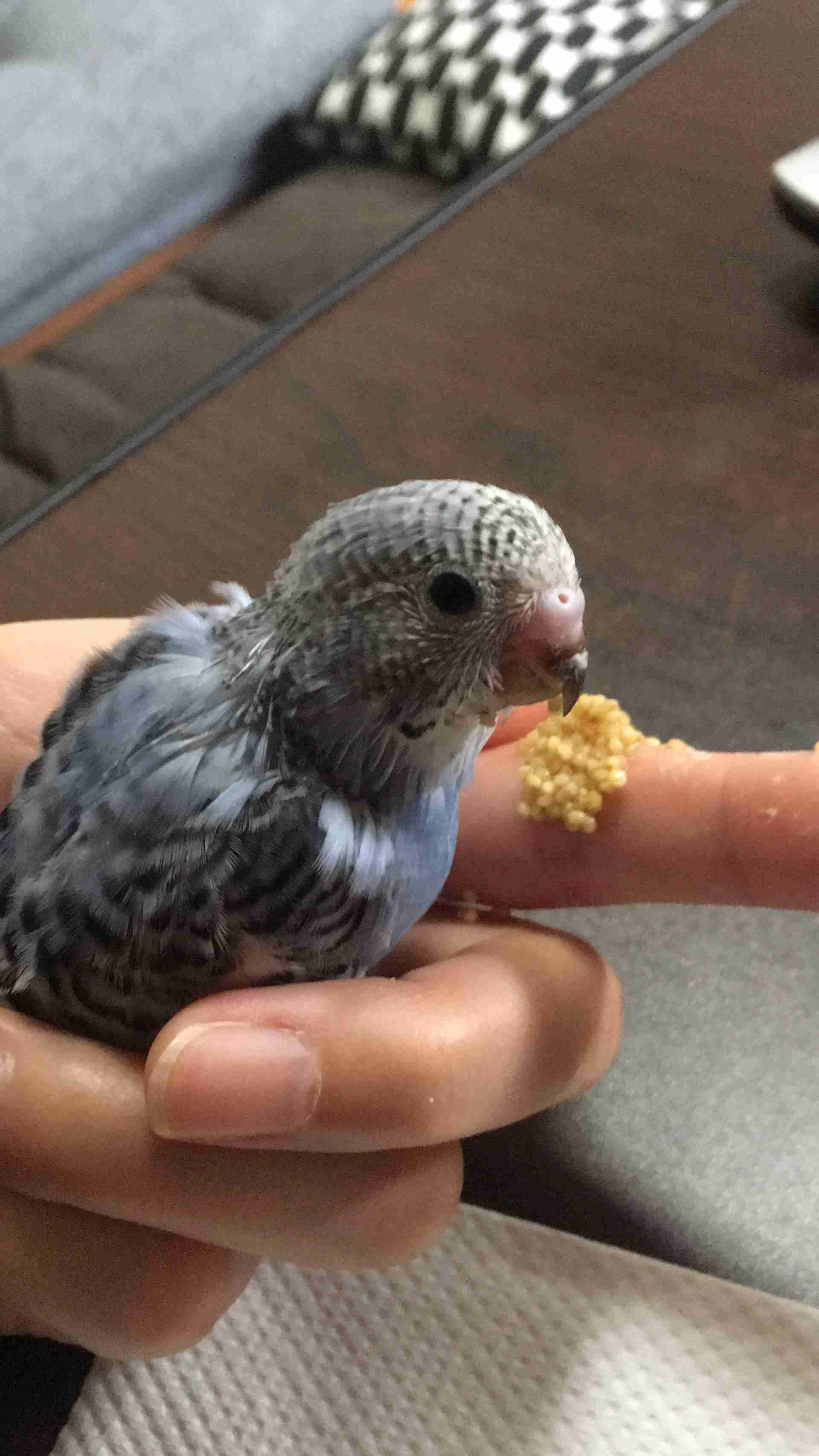 鳥が好きな方、集合ー！