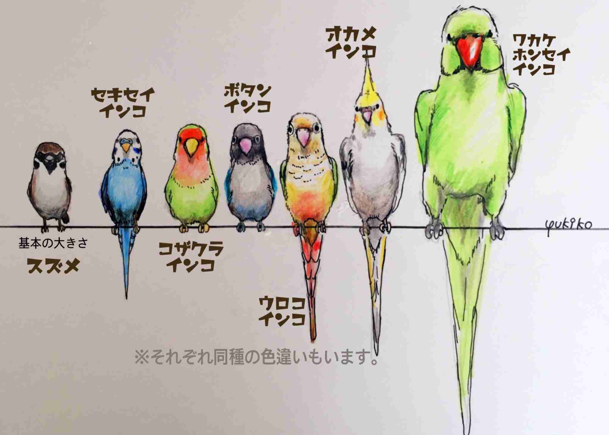 鳥が好きな方、集合ー！