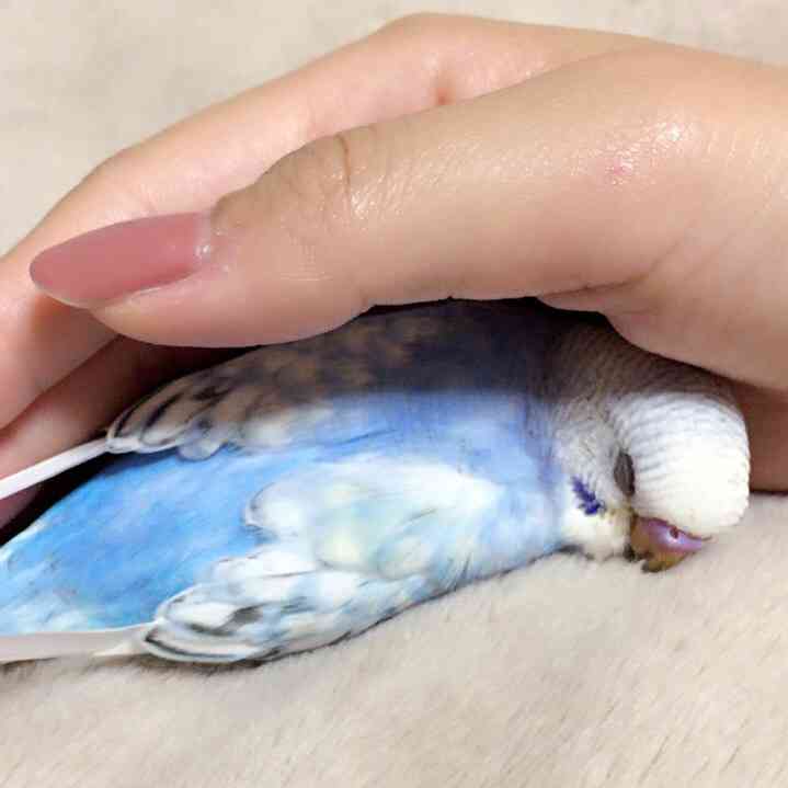 鳥が好きな方、集合ー！