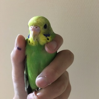 鳥が好きな方、集合ー！