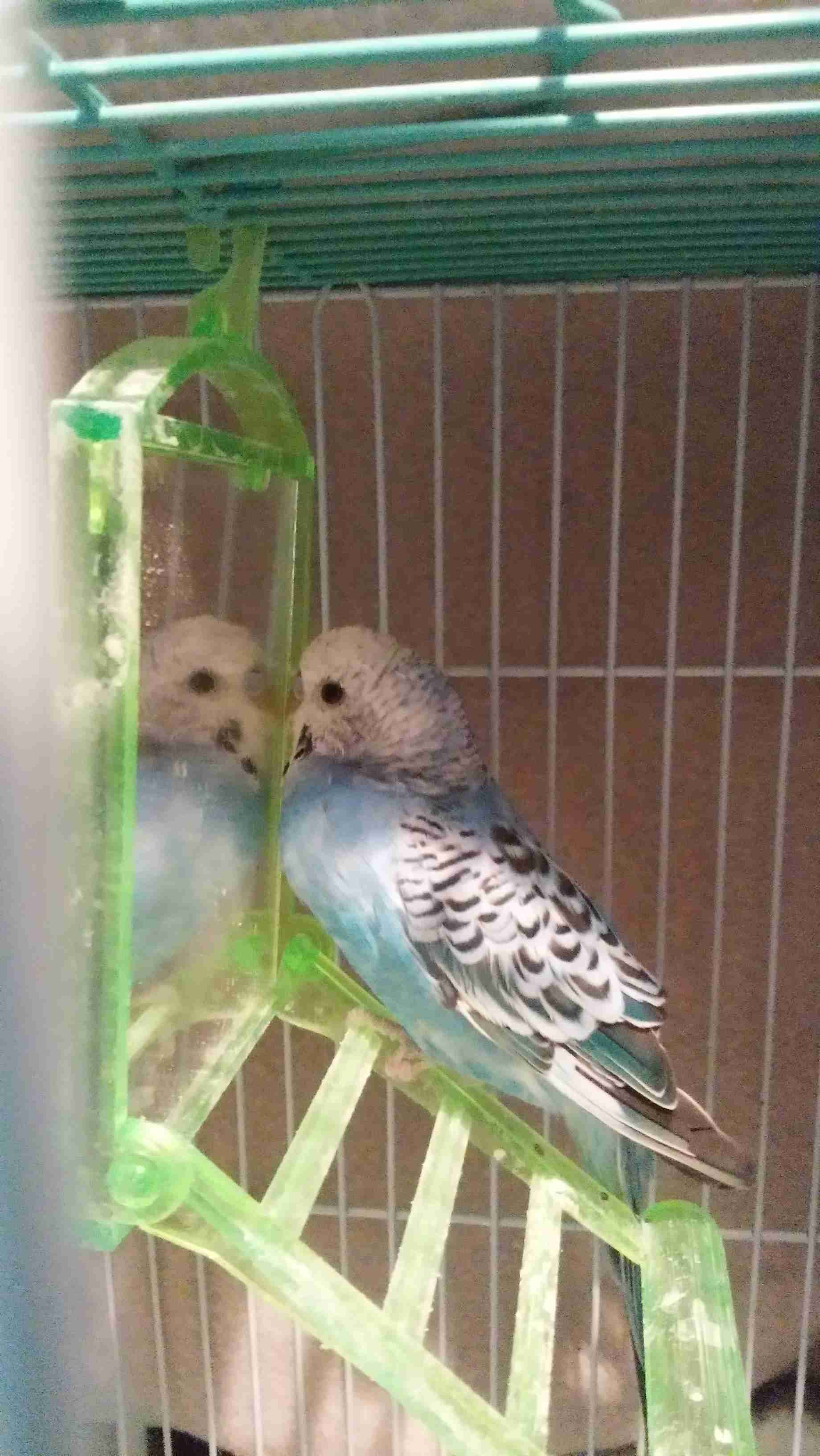 鳥が好きな方、集合ー！
