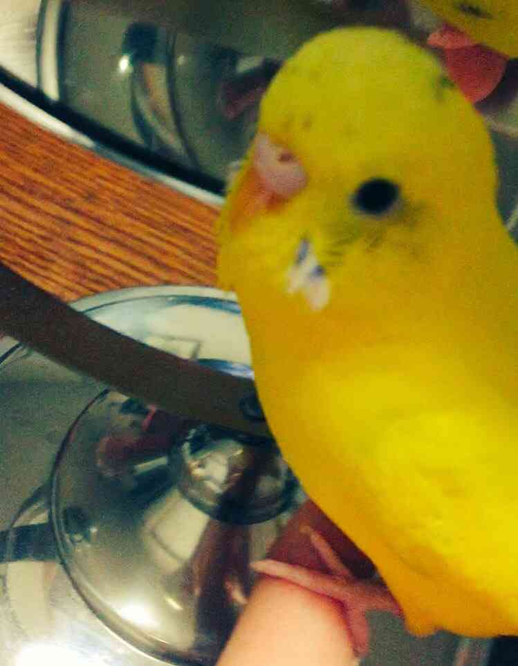 鳥が好きな方、集合ー！