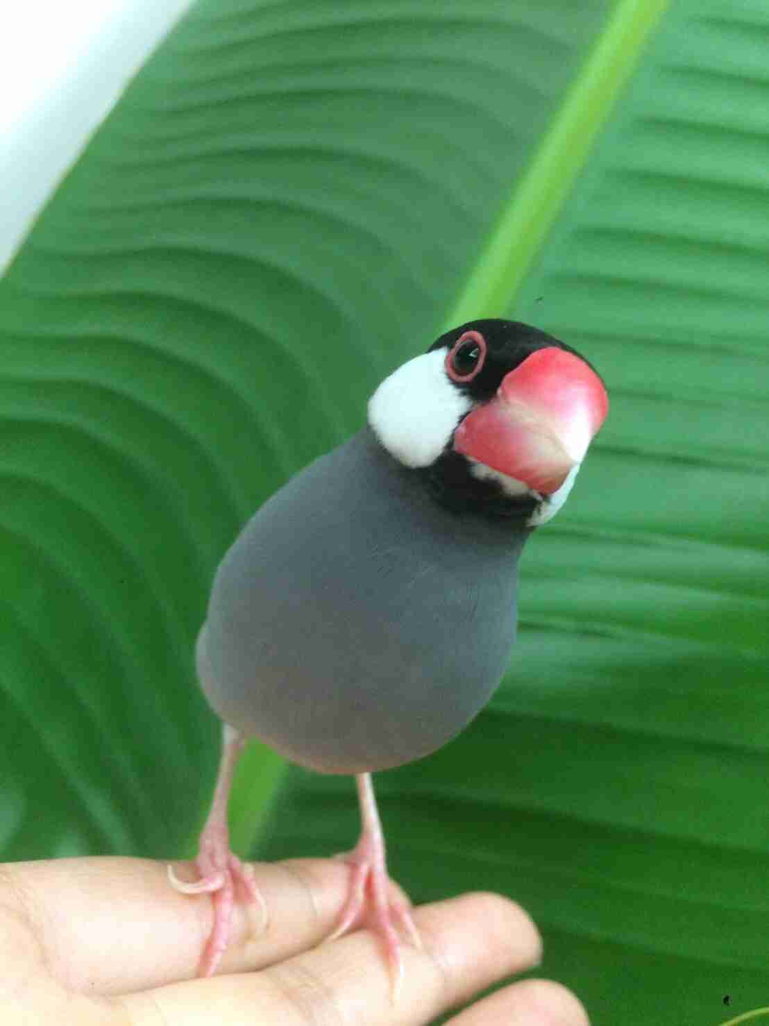 鳥が好きな方、集合ー！