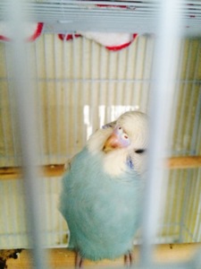 鳥が好きな方、集合ー！