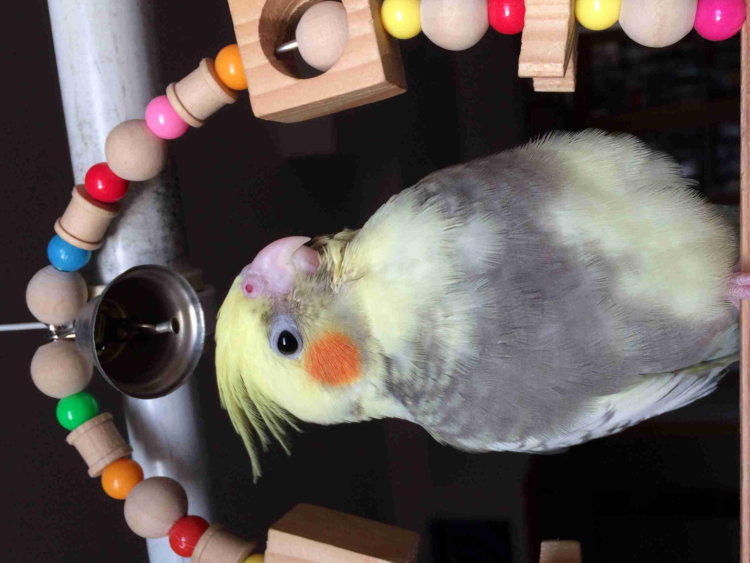 鳥が好きな方、集合ー！