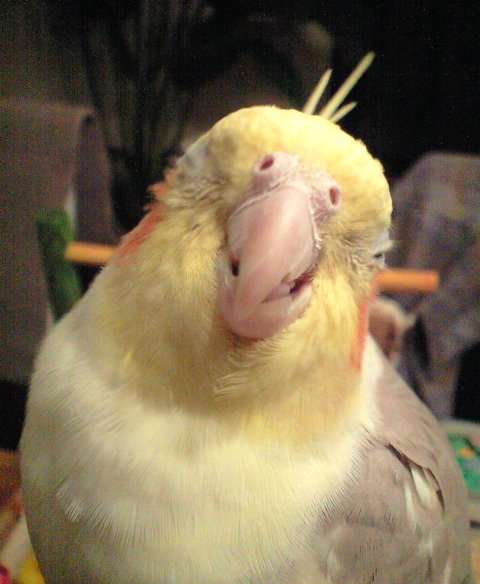 鳥が好きな方、集合ー！