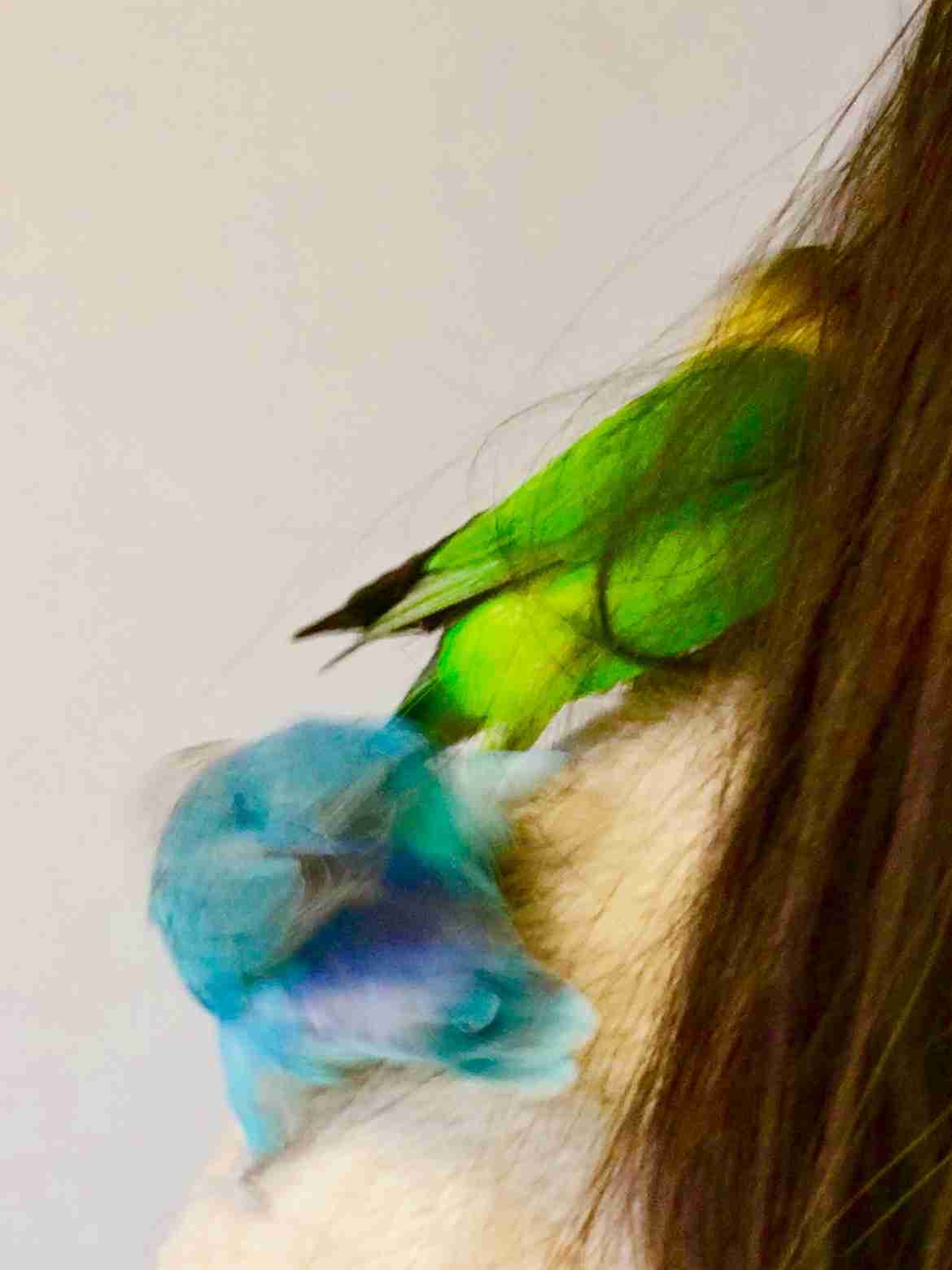 鳥が好きな方、集合ー！