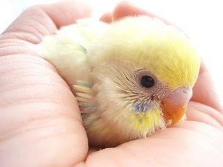 鳥が好きな方、集合ー！