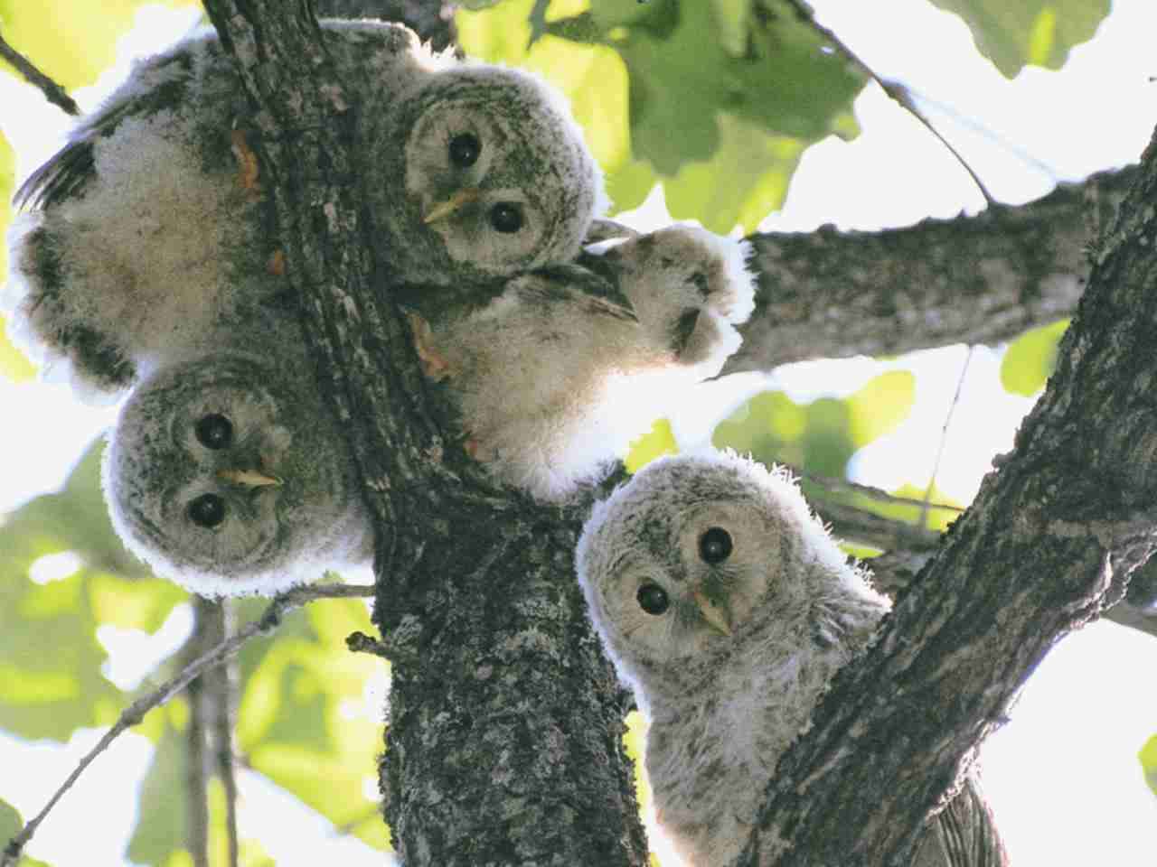 鳥が好きな方、集合ー！