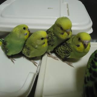 鳥が好きな方、集合ー！