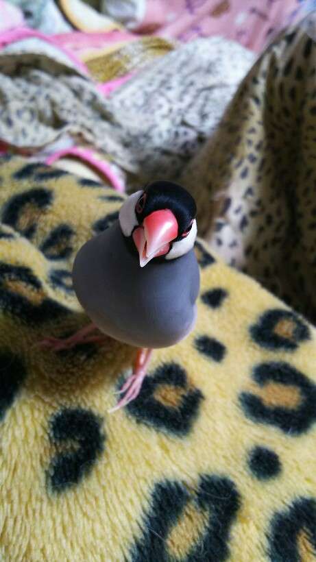 鳥が好きな方、集合ー！
