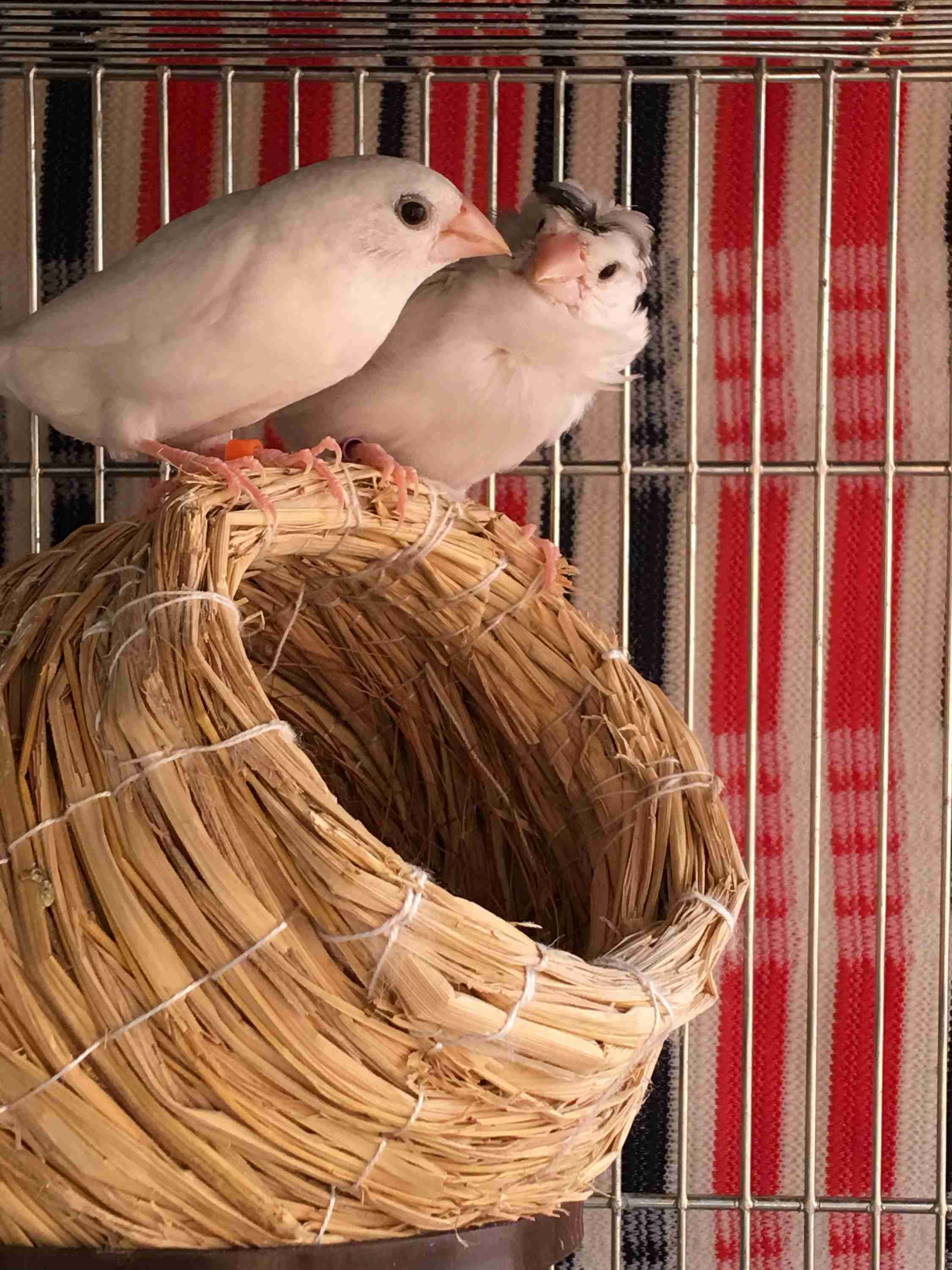 鳥が好きな方、集合ー！