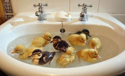 鳥が好きな方、集合ー！