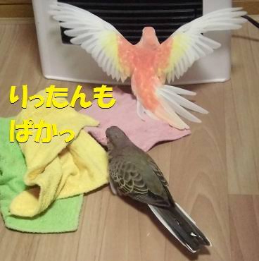 鳥が好きな方、集合ー！