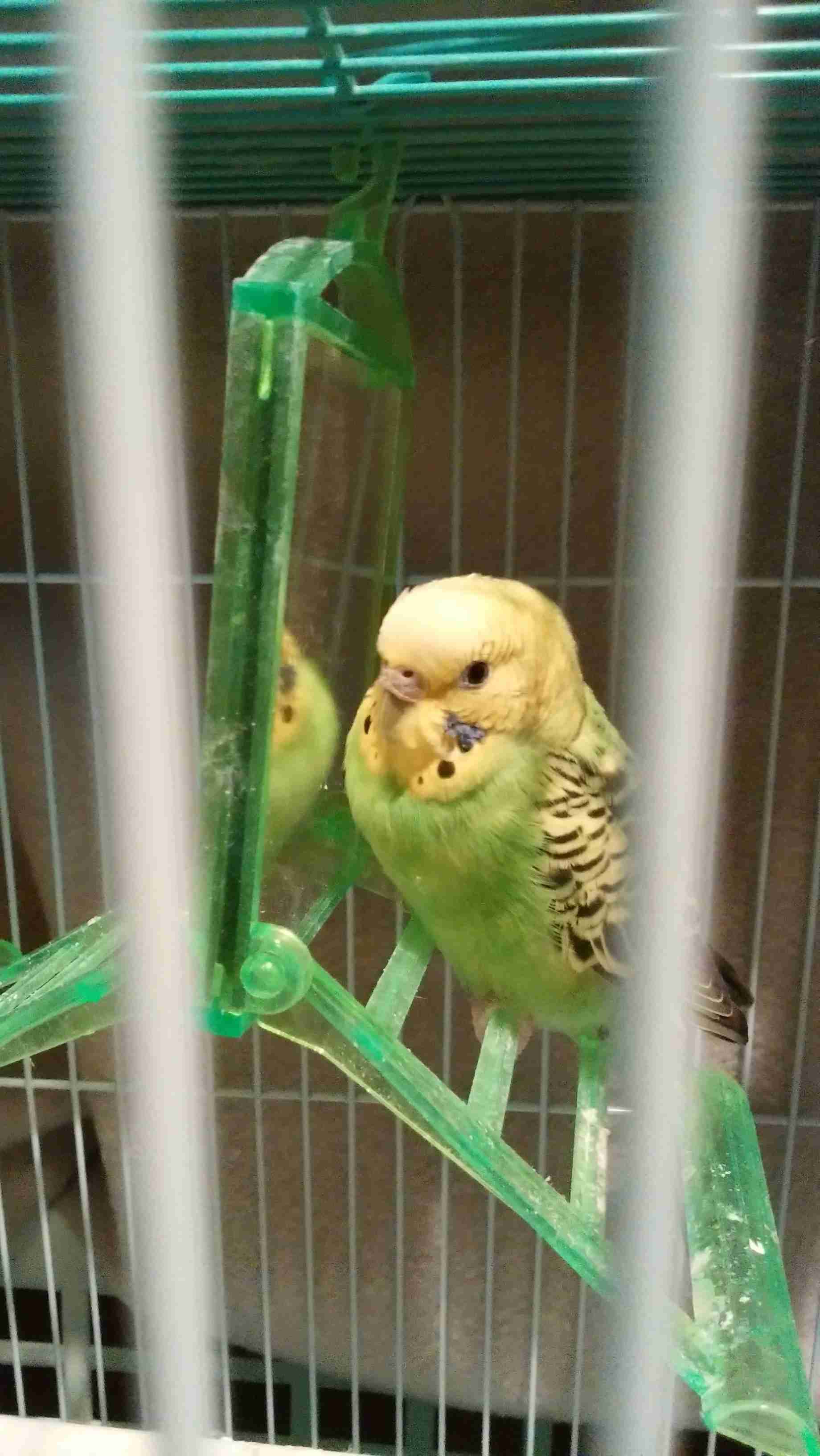 鳥が好きな方、集合ー！
