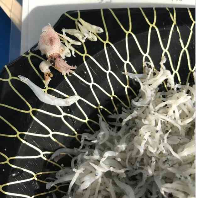 ＜青森リンゴ＞硬いと苦情　実は新鮮の証し
