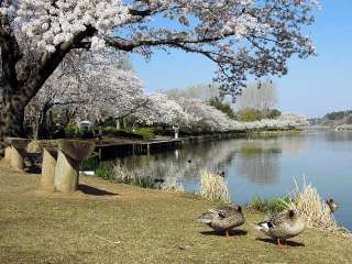 茨城県のオススメ教えて！