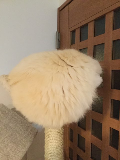 コメントの途中で寝るトピzzz