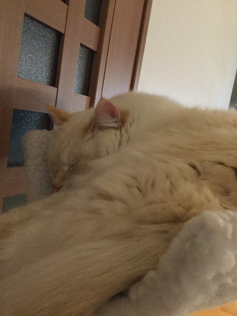 コメントの途中で寝るトピzzz