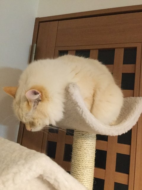 コメントの途中で寝るトピzzz