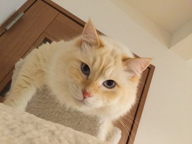コメントの途中で寝るトピzzz