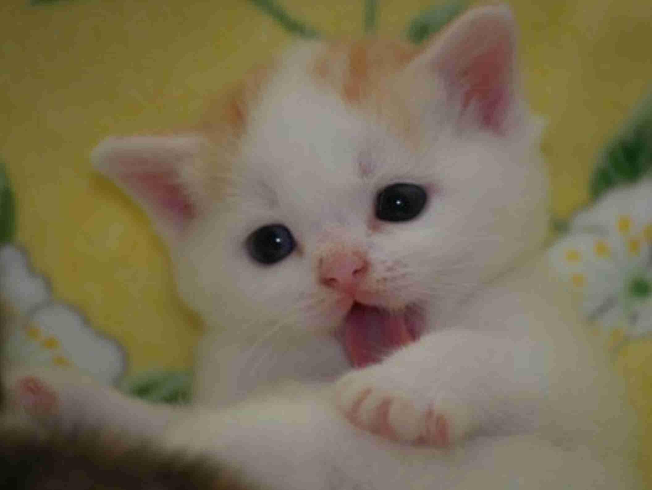 舌を出してる愛くるしい動物の画像ください