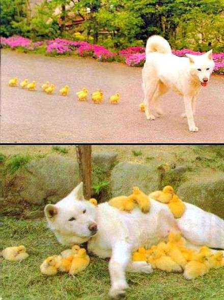 舌を出してる愛くるしい動物の画像ください
