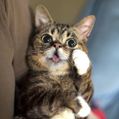 舌を出してる愛くるしい動物の画像ください