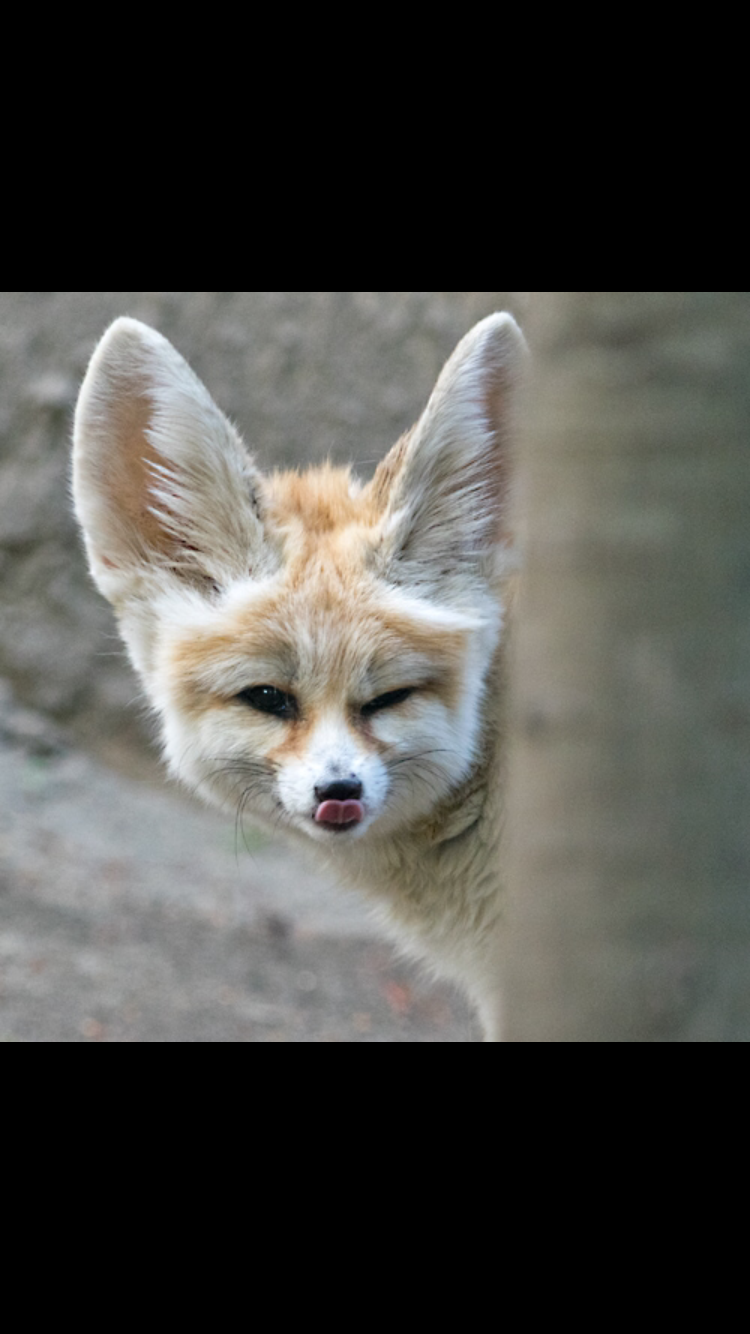 舌を出してる愛くるしい動物の画像ください