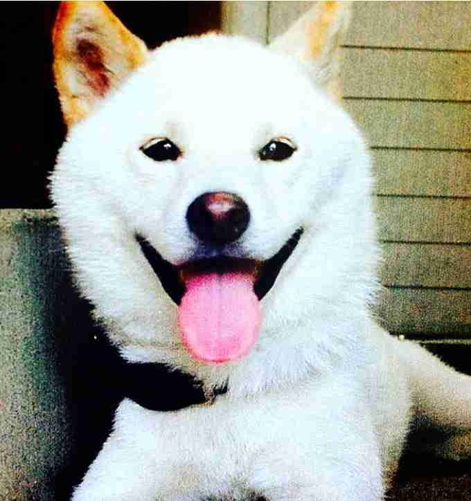 舌を出してる愛くるしい動物の画像ください
