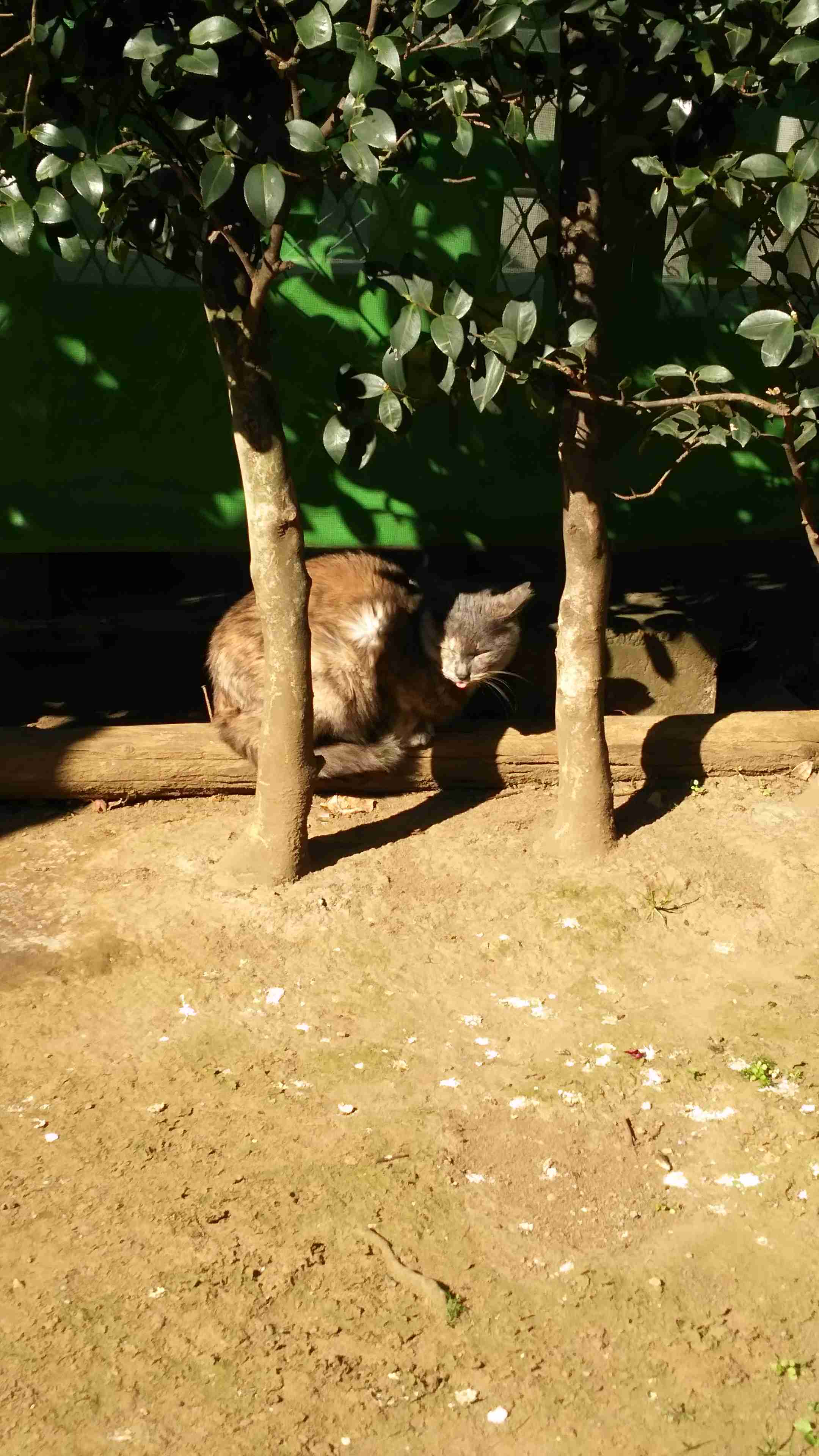 舌を出してる愛くるしい動物の画像ください